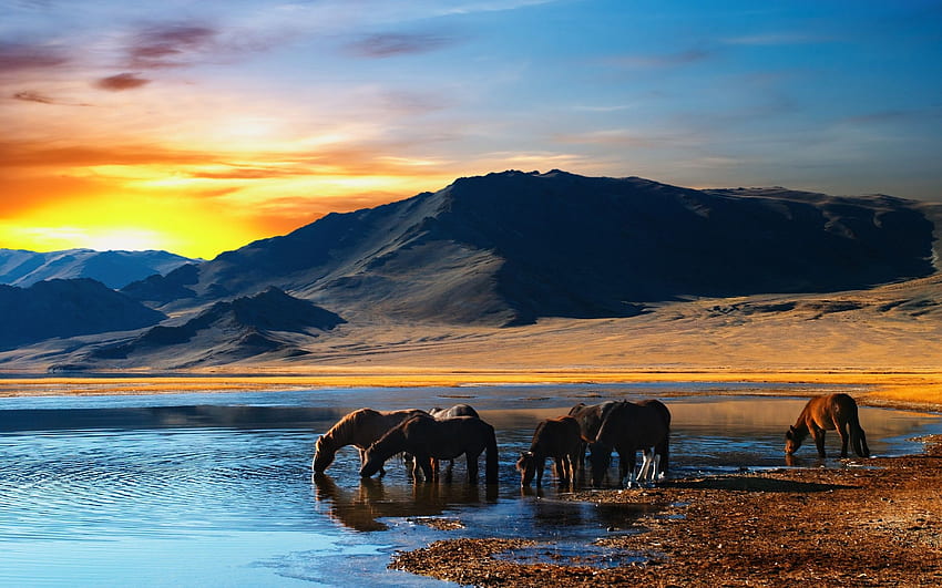 herd, Of, Horses, In, Mongolian, Wilderness HD wallpaper