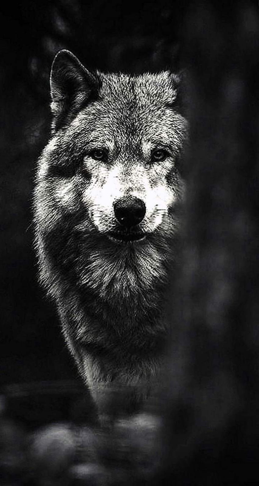 iPhone . Säugetier, Schwarz, Schwarzweiß, Tierwelt, Wolf HD-Handy-Hintergrundbild