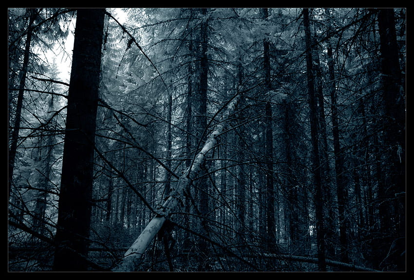 DARK WOODS, CUT DOWN TREE, bois, graphie, arbres, forêt, sombre Fond d'écran HD