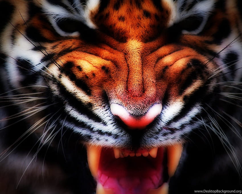 Aggrressiv Aggressive Tiger Full . Background HD wallpaper
