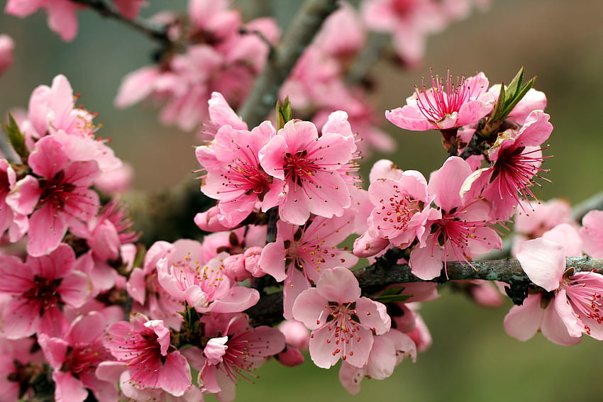 Flores: Pétalas Árvore rosa Flores tenras Flores de macieira Primavera papel de parede HD