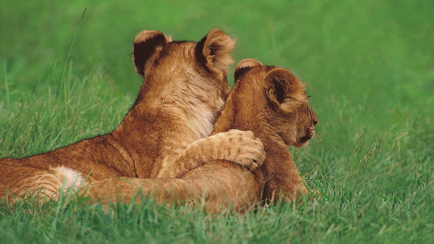 Animals, Grass, Lions, Young, Couple, Pair, To Lie Down, Lie HD wallpaper