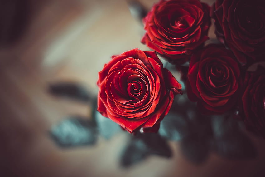 Blumen, Blume, Rosenblüte, Rose, Blütenblätter, Knospe, Unschärfe, glatt HD-Hintergrundbild