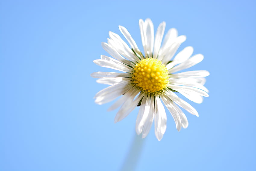 Flowers, Camomile, Flower, Petals, Close-Up, Chamomile HD wallpaper