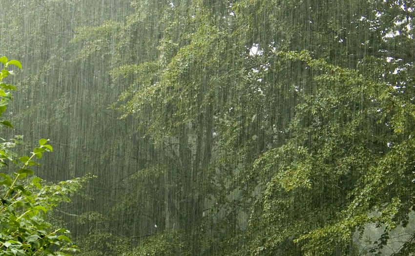 Rain trees . HD wallpaper | Pxfuel