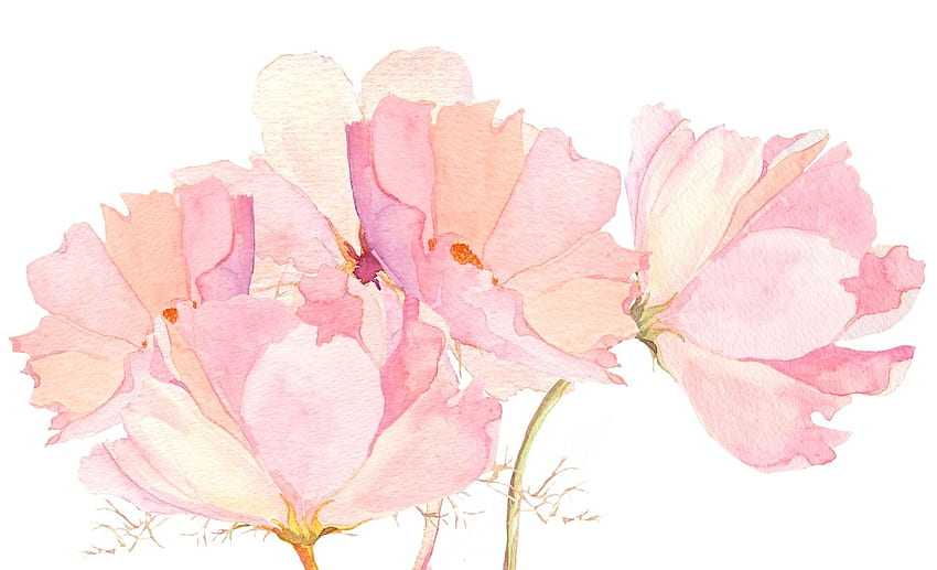 Watercolor Flowers, Pastel Watercolor Floral HD wallpaper