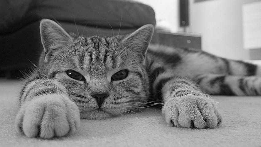 Animals, Cat, Muzzle, Eyes, Striped, Relaxation, Rest, Bw, Chb HD wallpaper