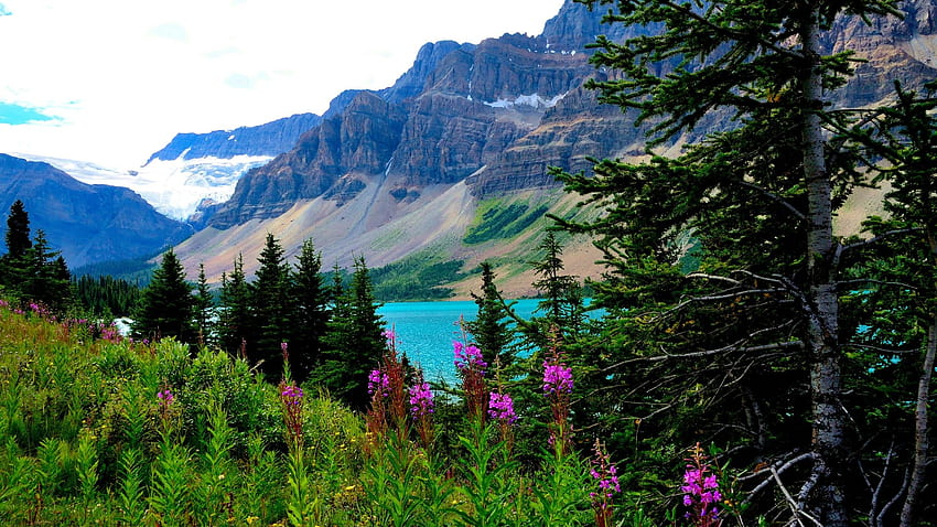 Bow Lake, the Icefields Parkway, Alberta, trees, landscape, rocks, canada, flowers HD wallpaper