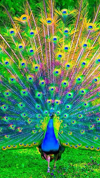 peacock wallpapers Images • 👑💞💯smart boy💔 786😭 (@371337957smartboy) on  ShareChat