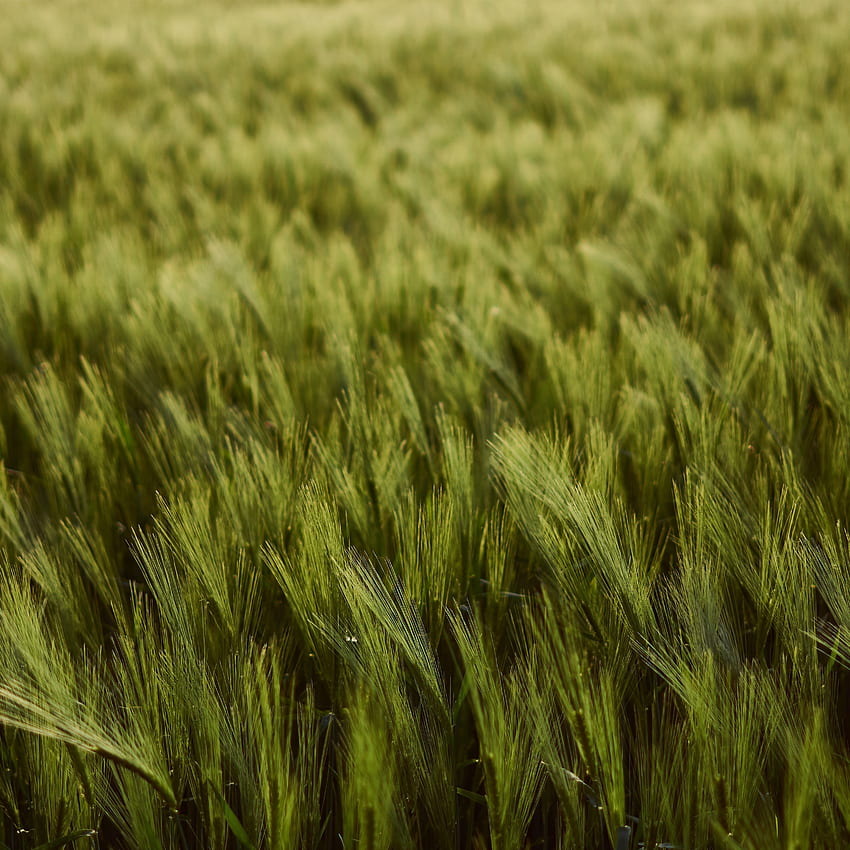wheat, ears, field, green, thick, harvest ipad pro 12.9 retina for parallax background HD phone wallpaper