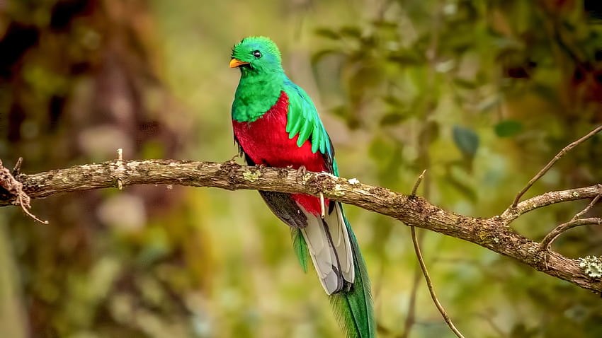 Resplendent Quetzal Bird , Birds, , , Background, and HD wallpaper
