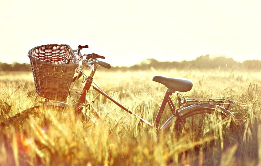 wheat, field, the sun, nature, bike, background, Sunny Day HD wallpaper