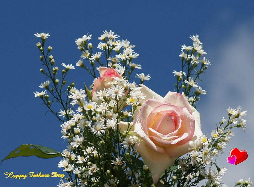 Dzień Ojca Róże, wakacje, natura, róże Tapeta HD