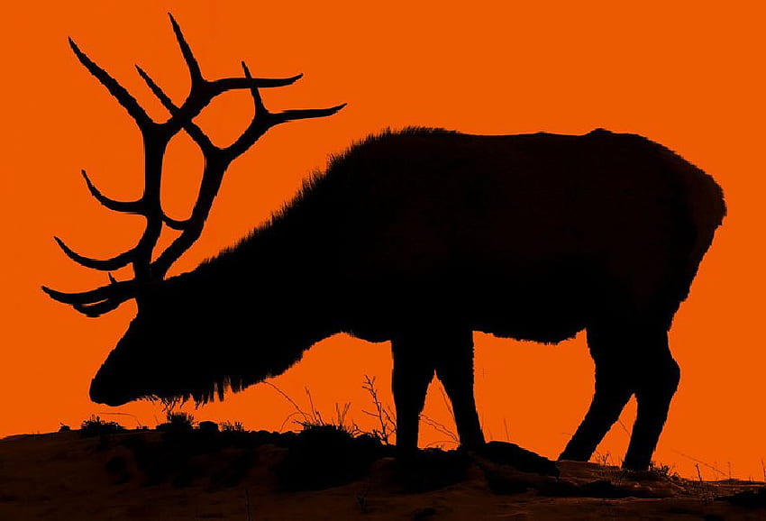 Mule Deer, cool, at sunset HD wallpaper