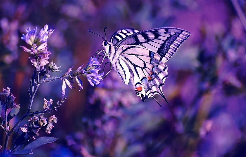 Blume, Grafik, Natur, Makro, Insekt, Schmetterling, lila Blume für , Abschnitt макро HD-Hintergrundbild