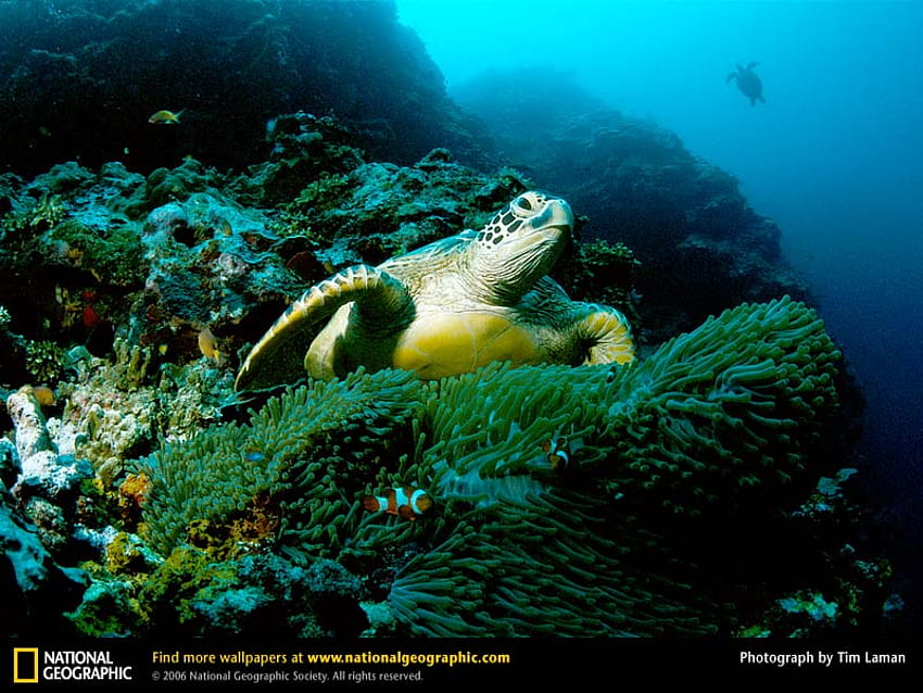 Tortugas marinas verdes, reptiles, tortugas, animales. fondo de pantalla