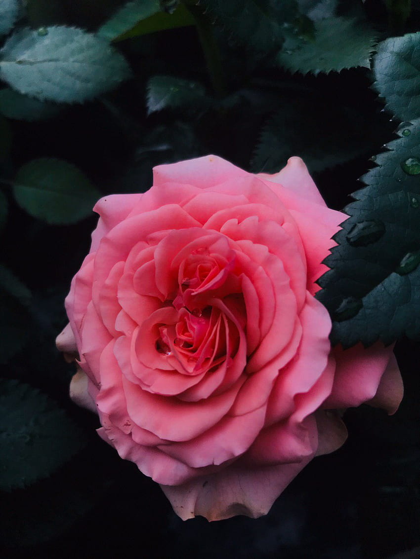 Rose, hybride Teerose, rosa HD-Handy-Hintergrundbild
