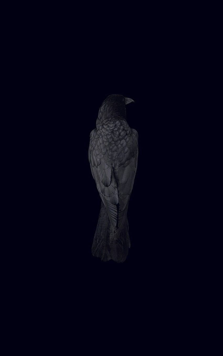 czarne tło kruk ptak, gotycki kruk Tapeta na telefon HD