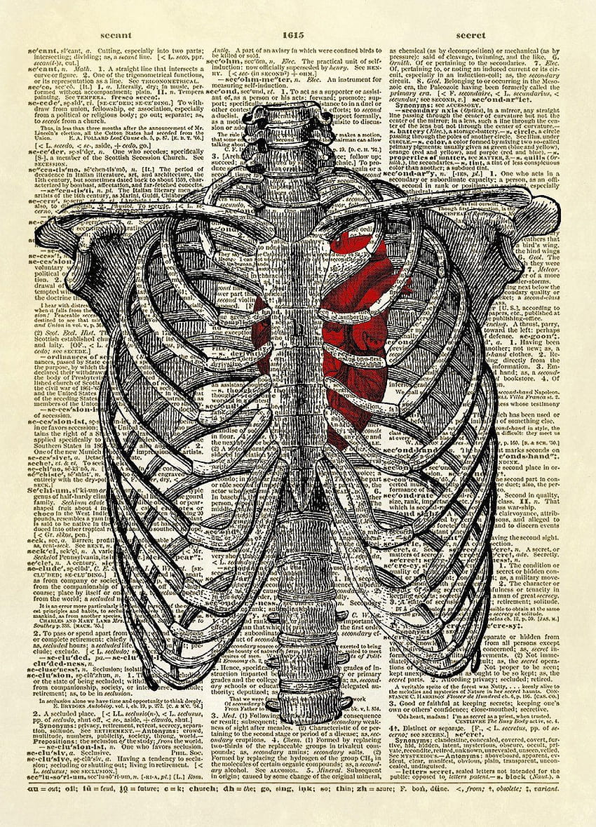 심장 사전 아트 프린트가 있는 인간 흉곽. 갈비뼈 HD 전화 배경 화면