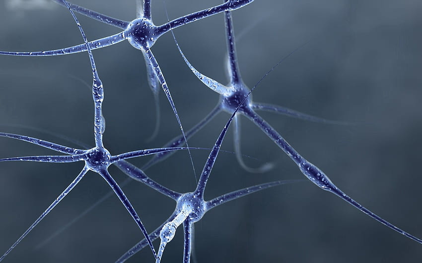 Streszczenie, struktura, forma, związek, komórka, klatka, neuron Tapeta HD