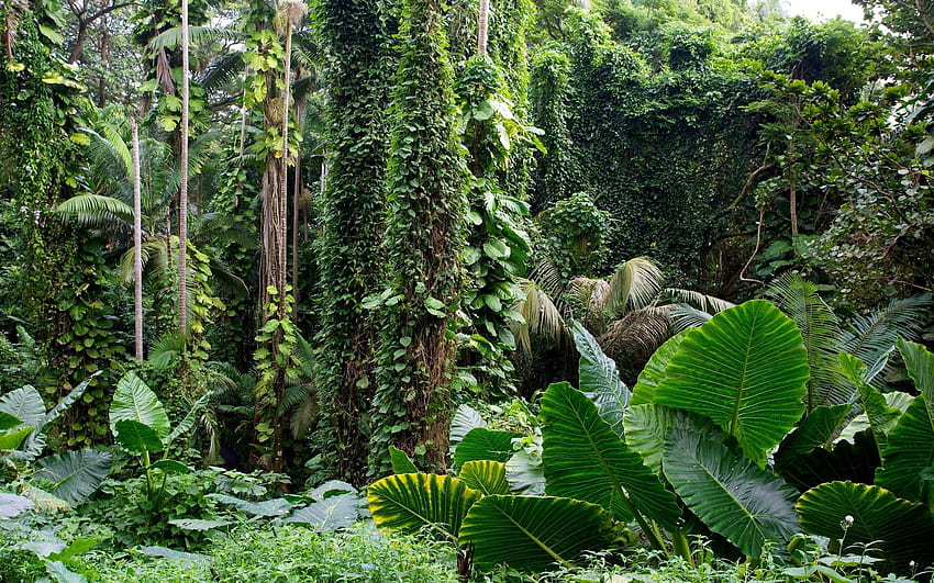 Hutan Tropis - Latar Belakang Hutan Hujan yang Dapat Dicetak Wallpaper HD
