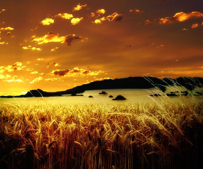 黄金の小麦、黄金、空、小麦、畑、穀物 高画質の壁紙