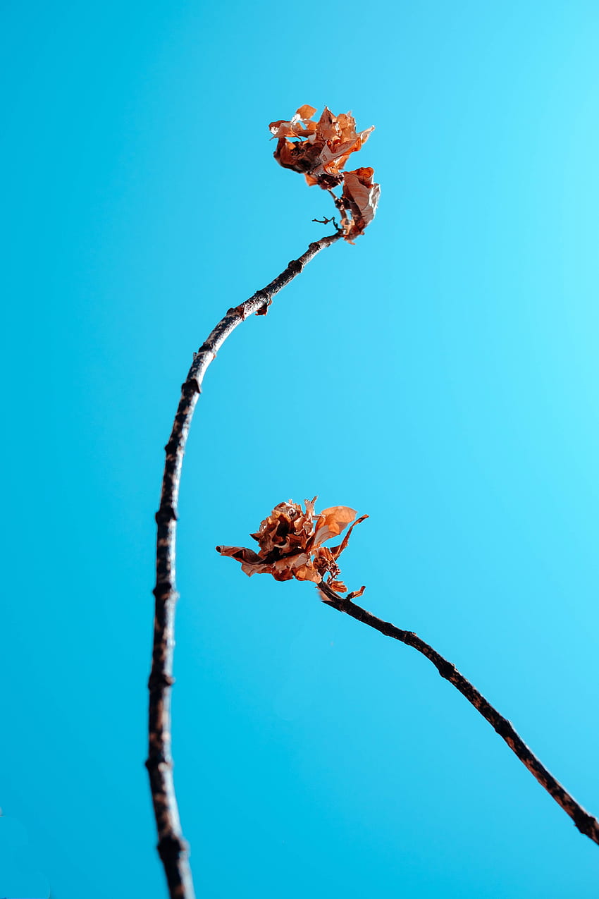 Sky, Leaves, , , Branches, Dry HD phone wallpaper