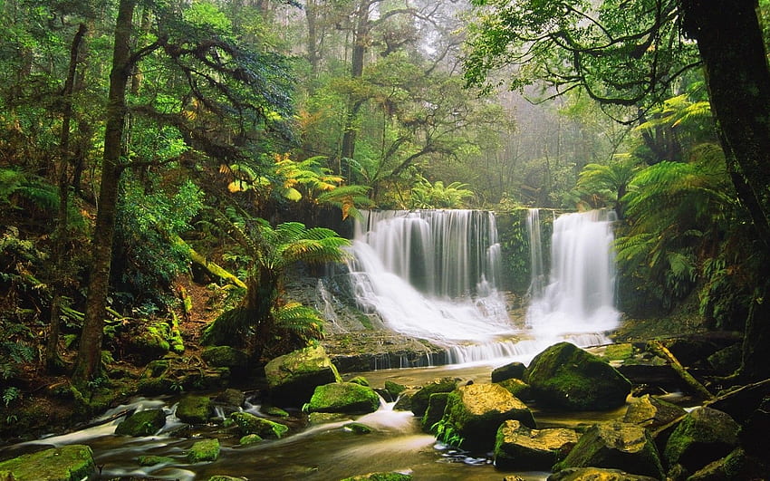 Waterfall, Rocks, Moss Green Forest Tree Fern Australian, Rainforest HD wallpaper