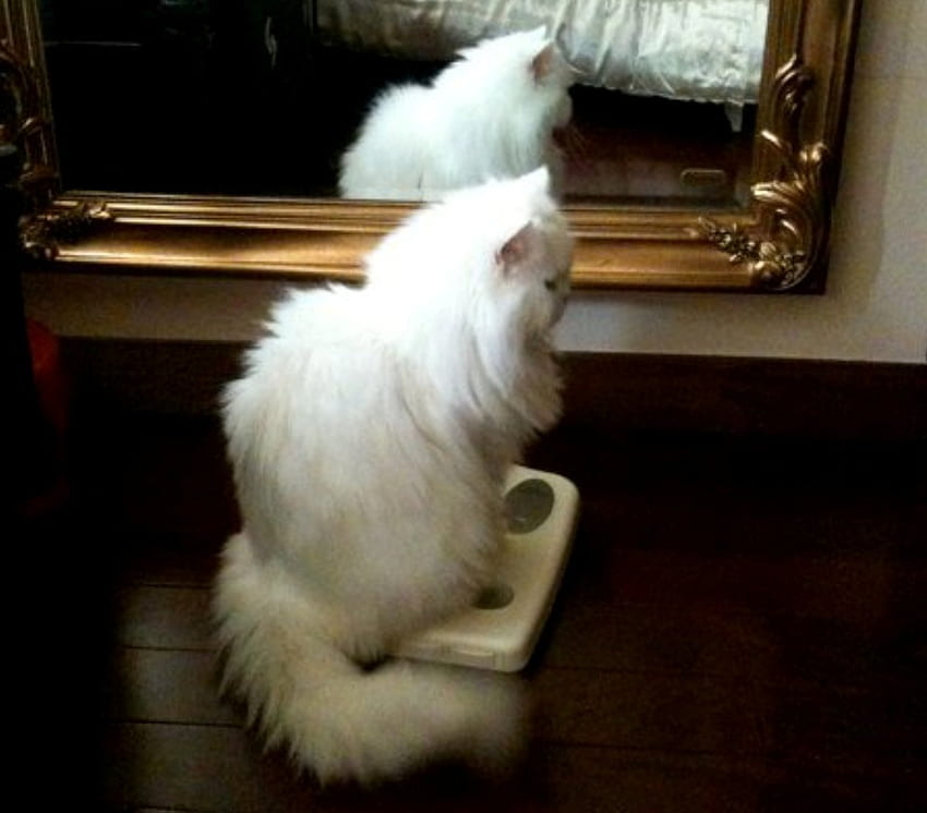 Lovely cat, wood floor, mirror, white, long-haired HD wallpaper