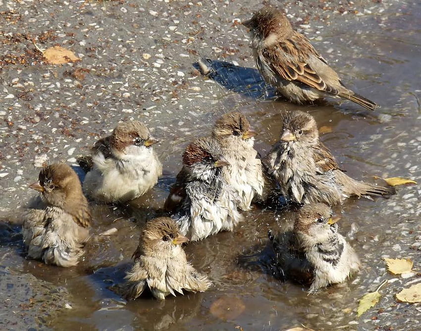 sparrows, flock, birds, sparrow, water HD wallpaper