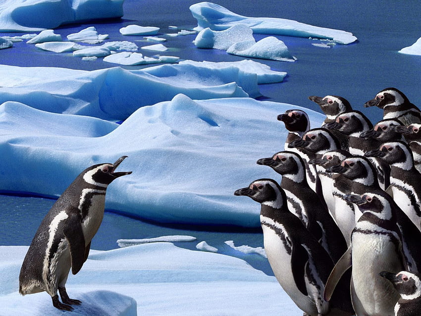 Penguins, groups, water, ice HD wallpaper