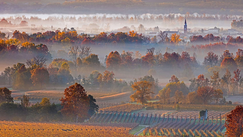 日の出、秋、霧、木々、地平線 高画質の壁紙