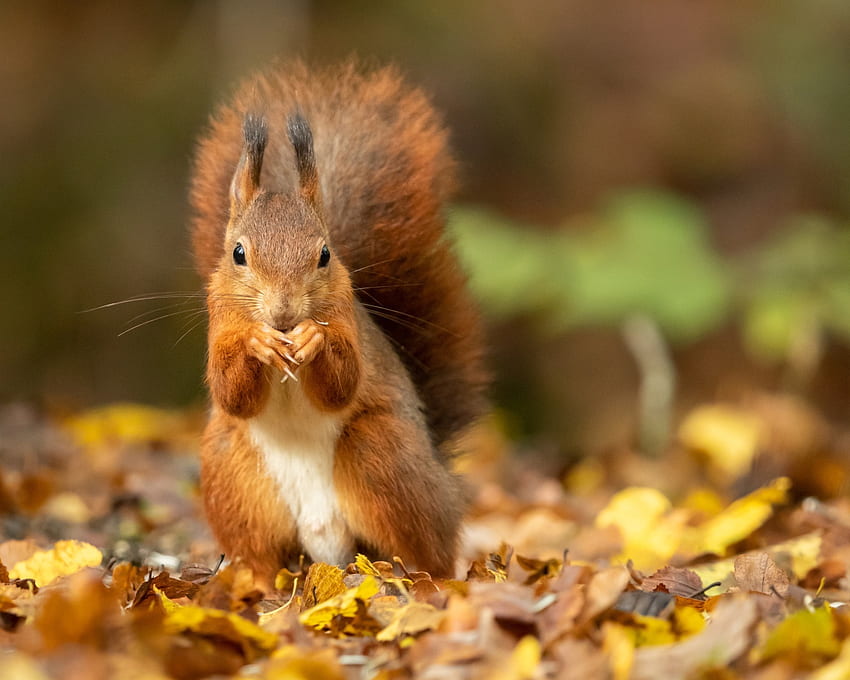 Red squirrel with a big fluffy tail sits on the foliage HD wallpaper