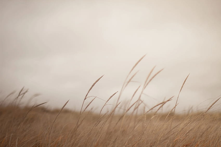 Field of Tranquility – Wednesday – We Travel and Blog, Tall Grass HD wallpaper