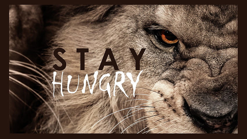 Stay hungry illustration, lion, motivational, typography HD wallpaper