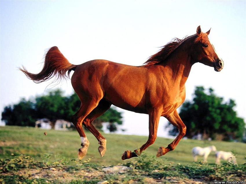 Бягащ кон, тичащи коне, коне, кафяви коне, животни, араби, природа HD тапет