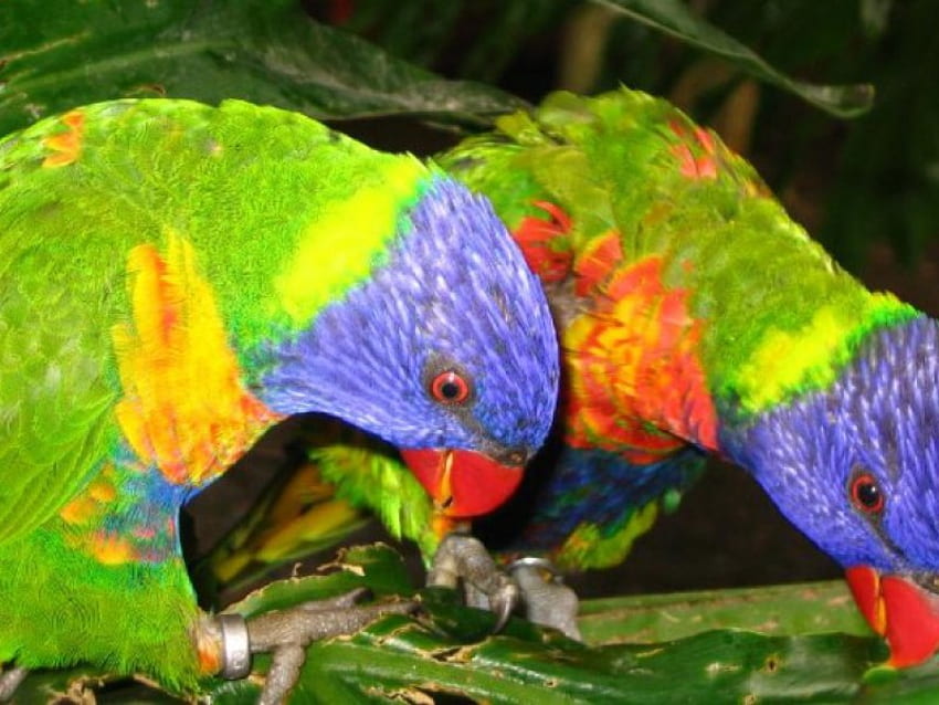 Rainbow Lorikeets, branches, 2 rainbow lorikeets, parrots HD wallpaper