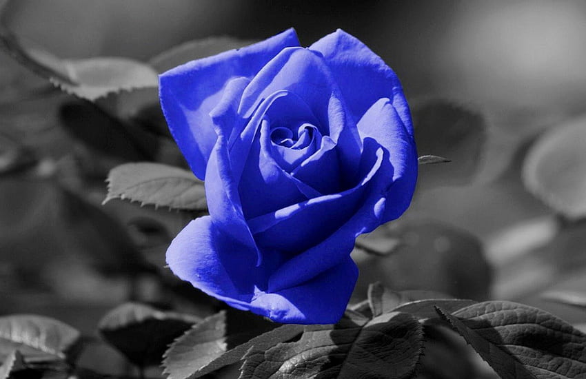 Blue rose, color, expression, , new HD wallpaper