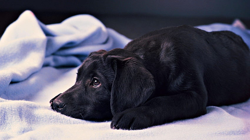 Black Lab Puppy, Black Labrador HD wallpaper