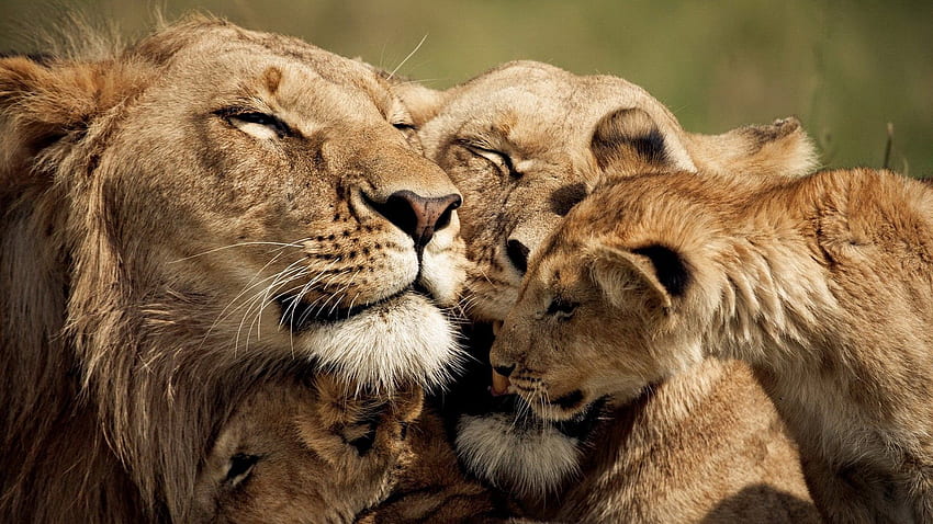 Animali, leoni, giovani, cura, Joey, tenerezza, carino Sfondo HD