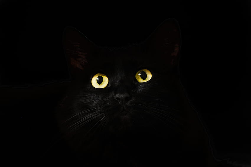 Black cat, muzzle, animal, yellow eyes HD wallpaper