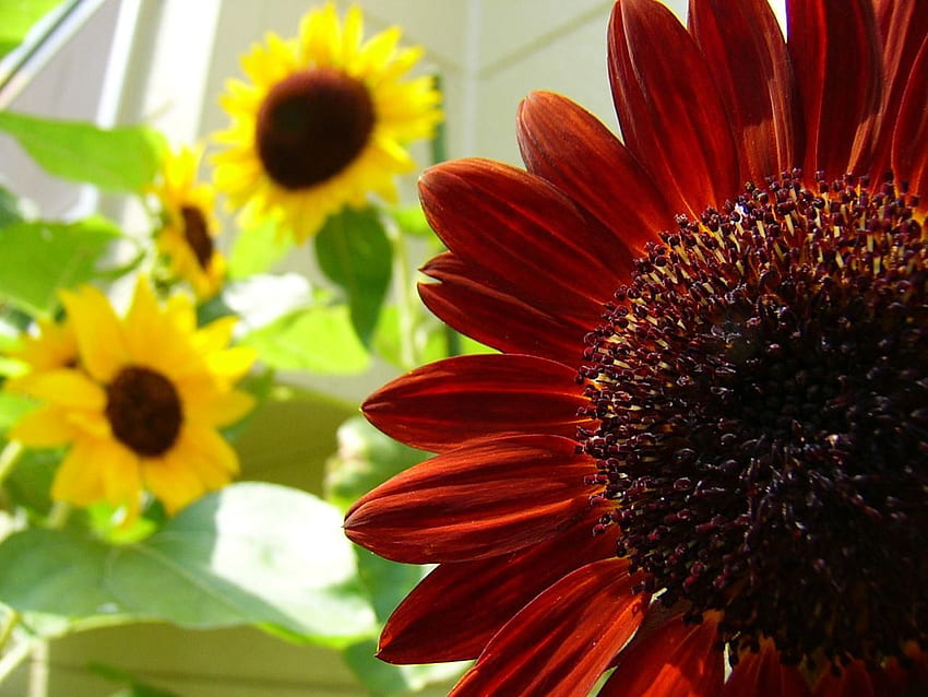 red sunflower . Red sunflowers, Sunflower , Flower, Red and Yellow Sunflower HD wallpaper