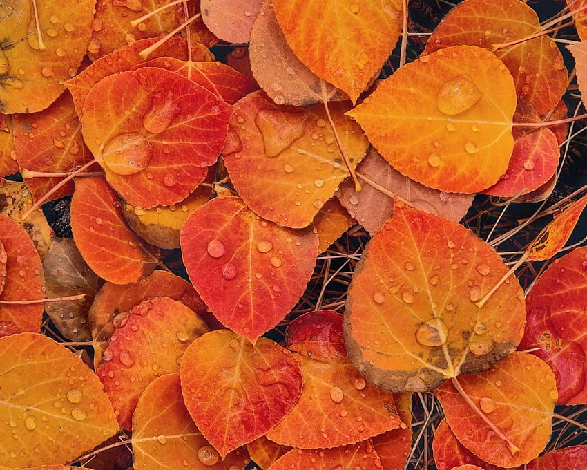 Fall Leaves Colorful Season Leaves Fall Autumn Nature Orange Hd Wallpaper Pxfuel 