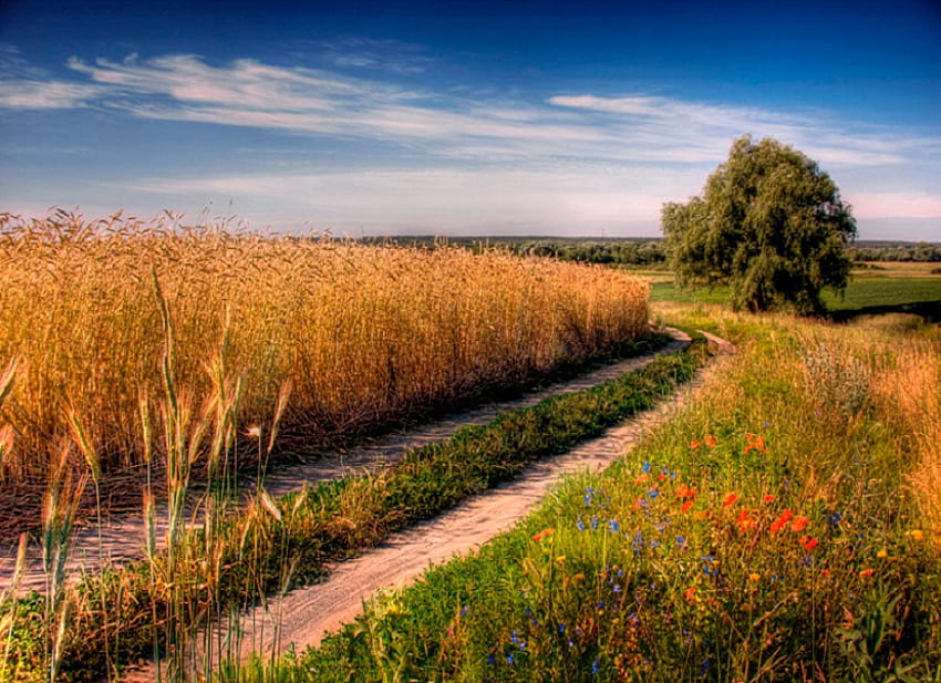 Sunny day, sunny, path, beautiful, grass, spring, tree, field, green, wheat, flowers HD wallpaper