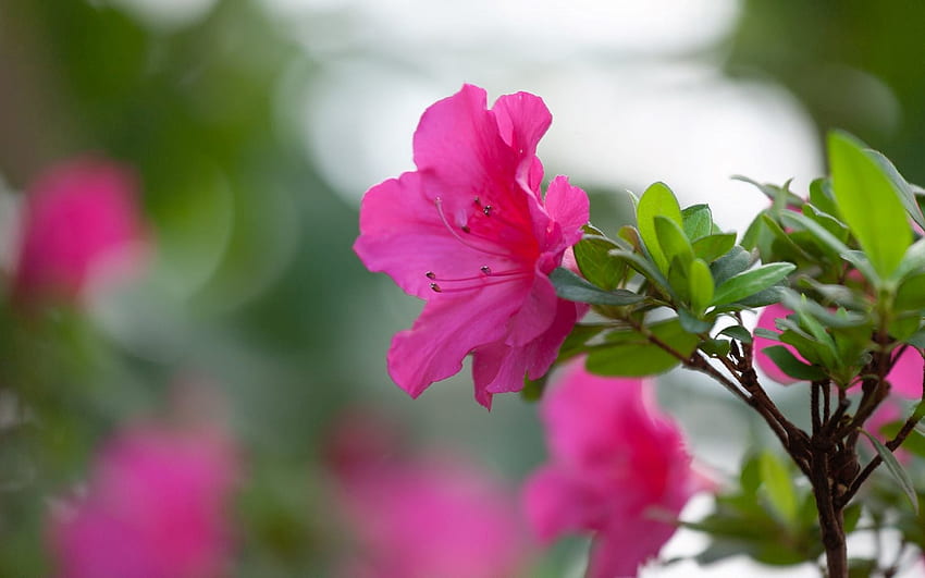 Rhododendron, Lettonie, rose, fleur Fond d'écran HD