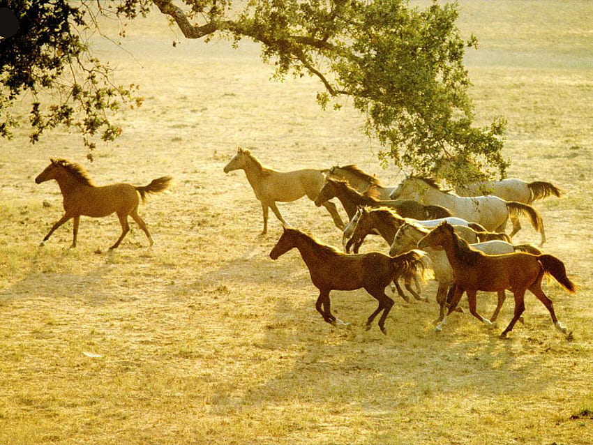 Wildpferde, Tier, Prärie, Pferd, Natur HD-Hintergrundbild