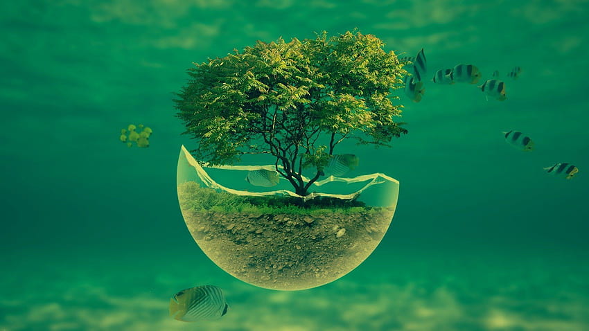 Save Water, Tree HD wallpaper