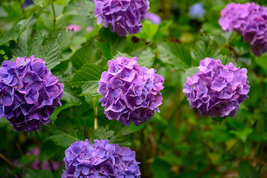 Hydrangea, flower, vara, purple, summer, nature HD wallpaper