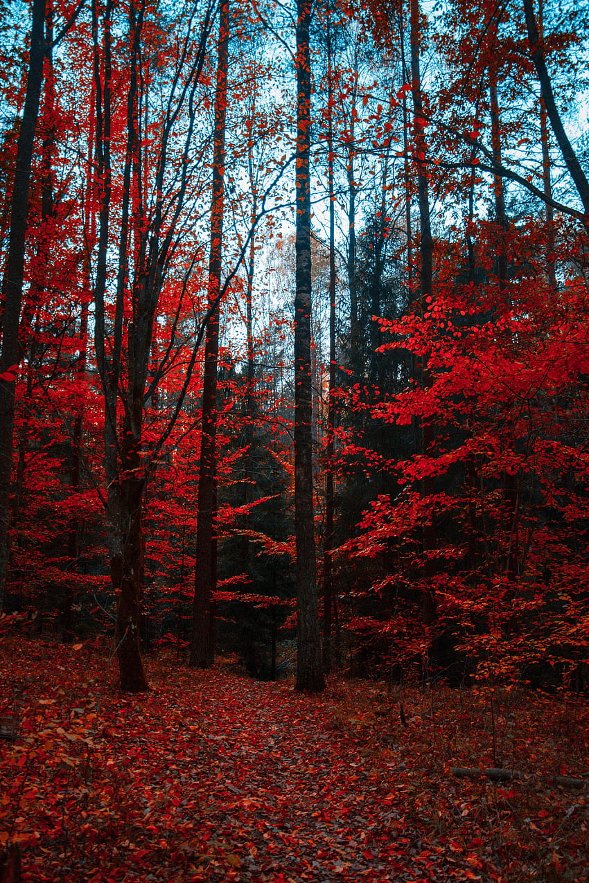 Natura, drzewa, jesień, las, liście, kolory jesieni, jesienne farby Tapeta na telefon HD
