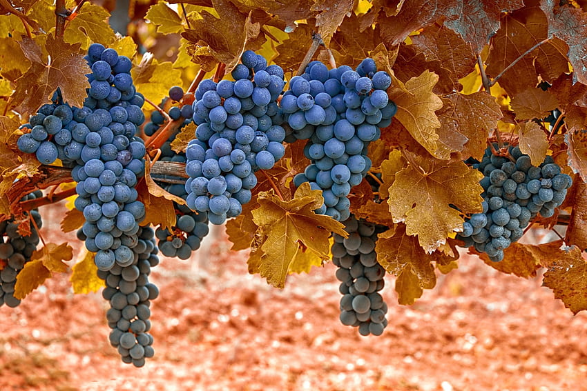 Grapes, Food, Autumn, Leaves, Berries HD wallpaper